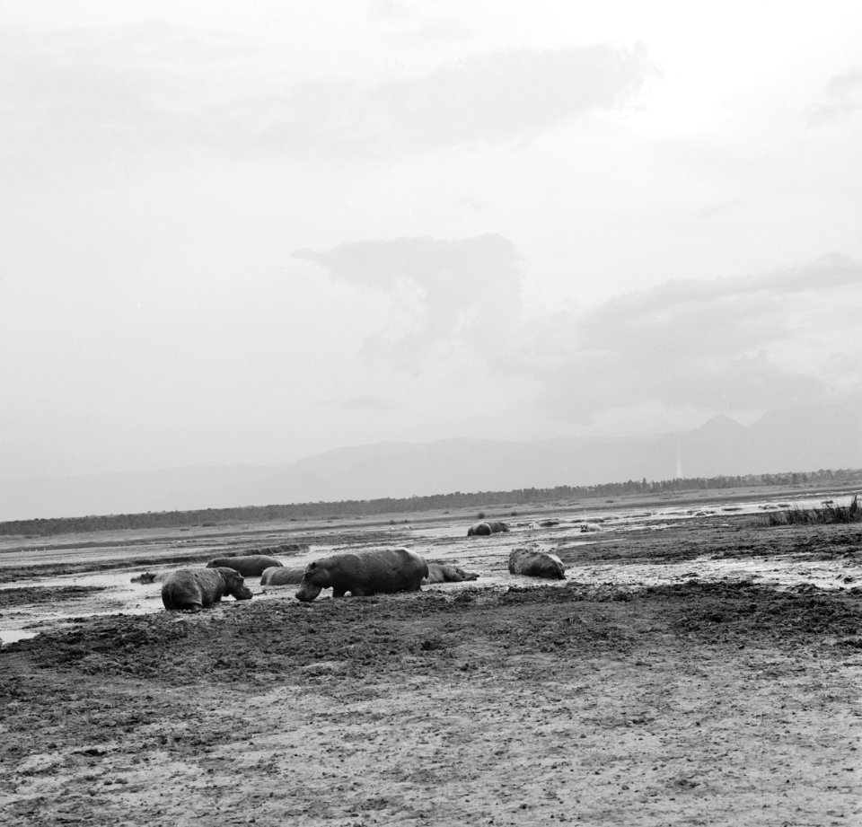 Prins Bernhard brengt bezoek aan Nationaal Park Virunga Zaire, Bestanddeelnr 926-6132