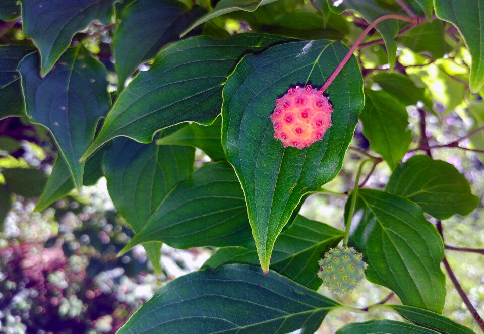 Tree berries dogwood