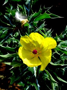 Santo plant flower