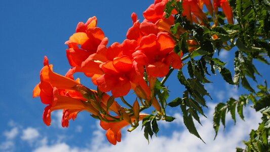 Orange campsis climbing trumpet