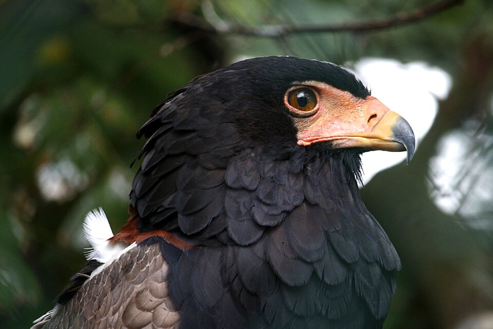 Nature adler animal