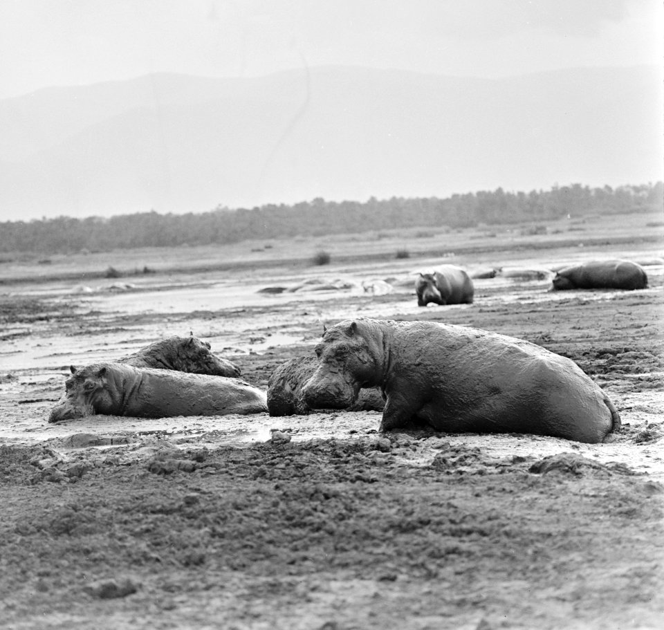Prins Bernhard brengt bezoek aan Nationaal Park Virunga Zaire, Bestanddeelnr 926-6138
