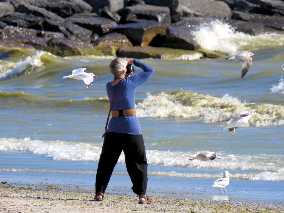 Seagulls vacation beach