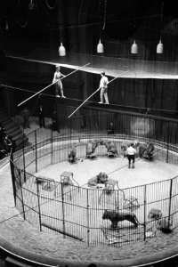Premiere circus Althof in Carre, Bestanddeelnr 914-6343