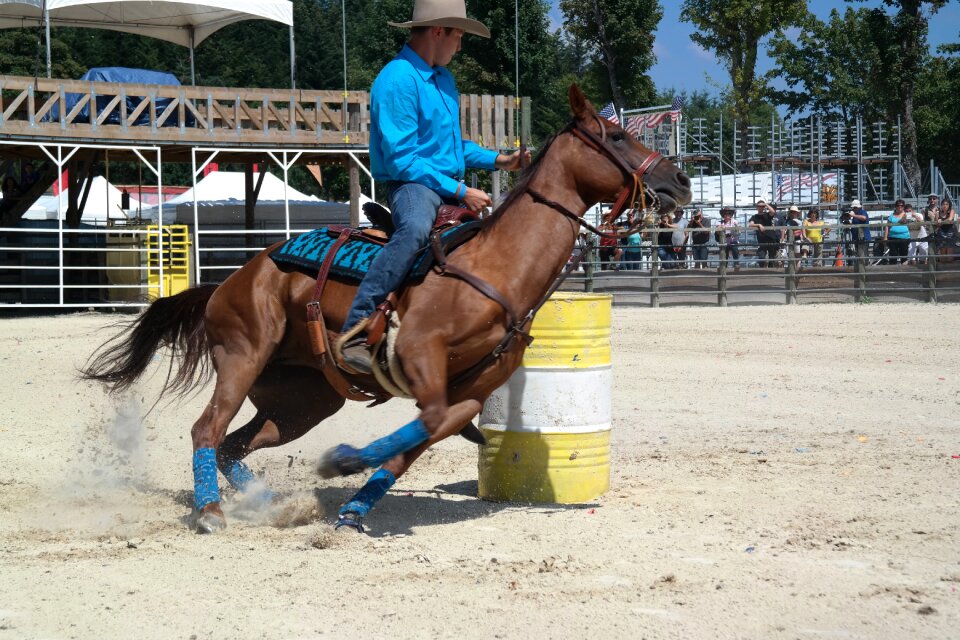 Race horse horse horses