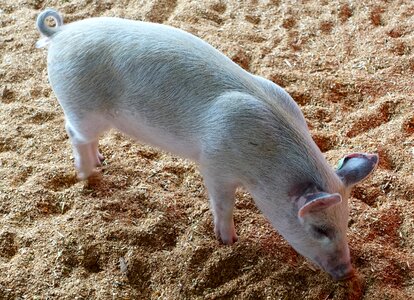 Piglet livestock young photo