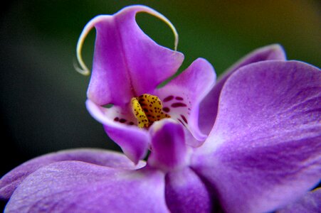 Nature orchid plant