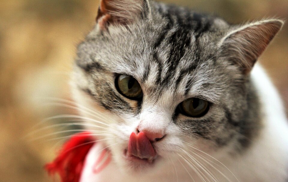 Animal cat eyes animals