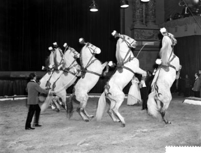 Premiere van Circus Strassburger in Carre te Amsterdam paardenpotpourri door Ell, Bestanddeelnr 910-8971