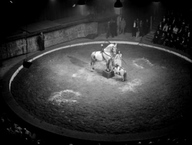 Premiere Carre. Elly Strassburger met de grote en de kleine paarden, Bestanddeelnr 902-5171