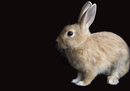 Animal bunny nature