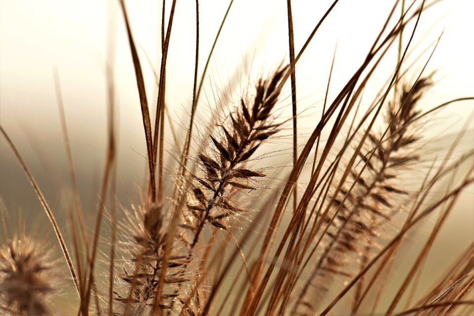 Morning mood nature