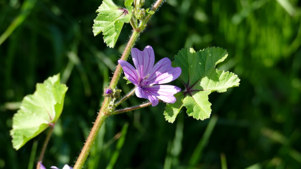 Pink mallow blossom photo