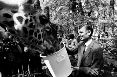Premier Van Agt heeft tijdens zijn verkiezingstoernee in Wassenaars dierenpark een baby-giraffe geadopteerd, Bestanddeelnr 931-4809