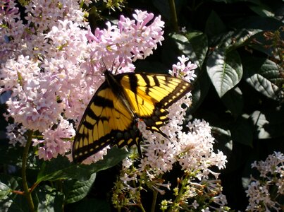 Butterfly close up lilac bush flowers