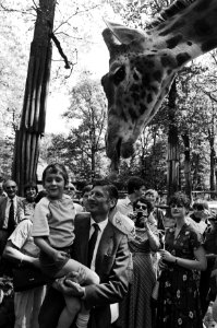 Premier Van Agt heeft tijdens zijn verkiezingstoernee in Wassenaars dierenpark baby-giraffe geadopteerd, Bestanddeelnr 931-4810