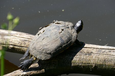 Nature water turtle panzer photo