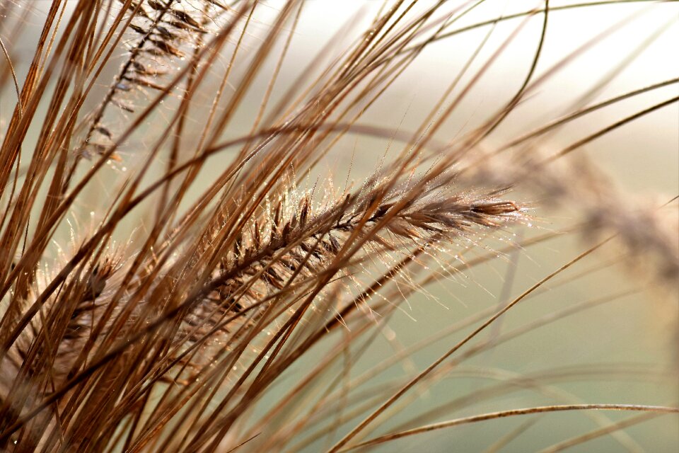 Morning mood nature