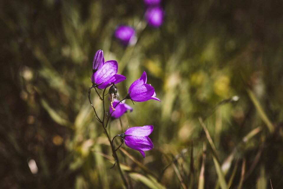 Purple pointed flower nature