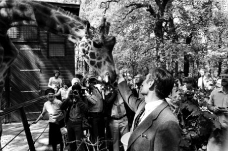 Premier Van Agt heeft tijdens zijn verkiezingstoernee in Wassenaars dierenpark een baby-giraffe geadopteerd, Van Agt met een giraffe, Bestanddeelnr 931-4812