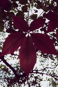 Leaves in the autumn leaves fall foliage photo