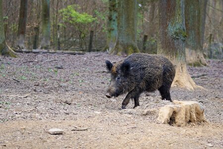 Nature animal park