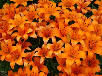 Tiger lily flowers brown tiger photo