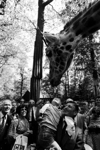 Premier Van Agt heeft tijdens zijn verkiezingstoernee in Wassenaars dierenpark baby-giraffe geadopteerd, Bestanddeelnr 931-4811