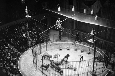 Premiere circus Althof in Carre, Clown Pio Nock boven de kooi met 10 berber-leeu, Bestanddeelnr 914-6340