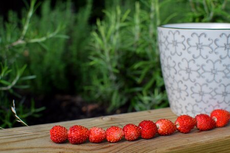 Berry red garden