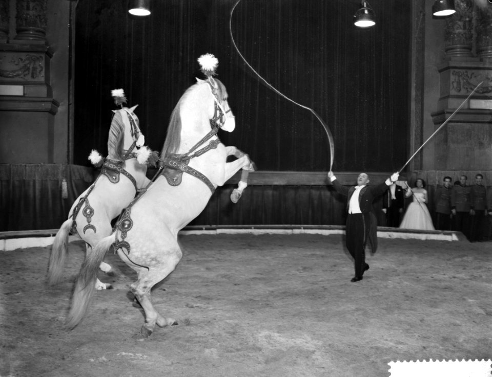 Premiere van Circus Strassburger in Carre te Amsterdam paardendressuur, Bestanddeelnr 910-8969
