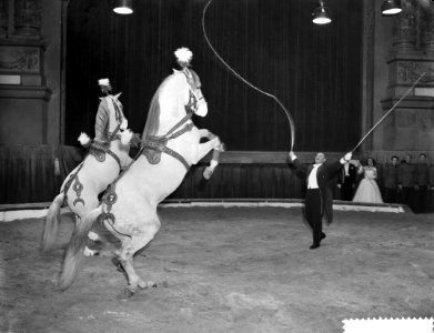 Premiere van Circus Strassburger in Carre te Amsterdam paardendressuur, Bestanddeelnr 910-8969