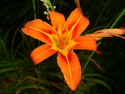 Flower night raw