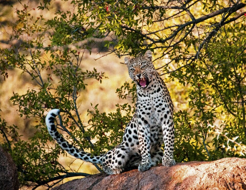 Wildlife nature cat