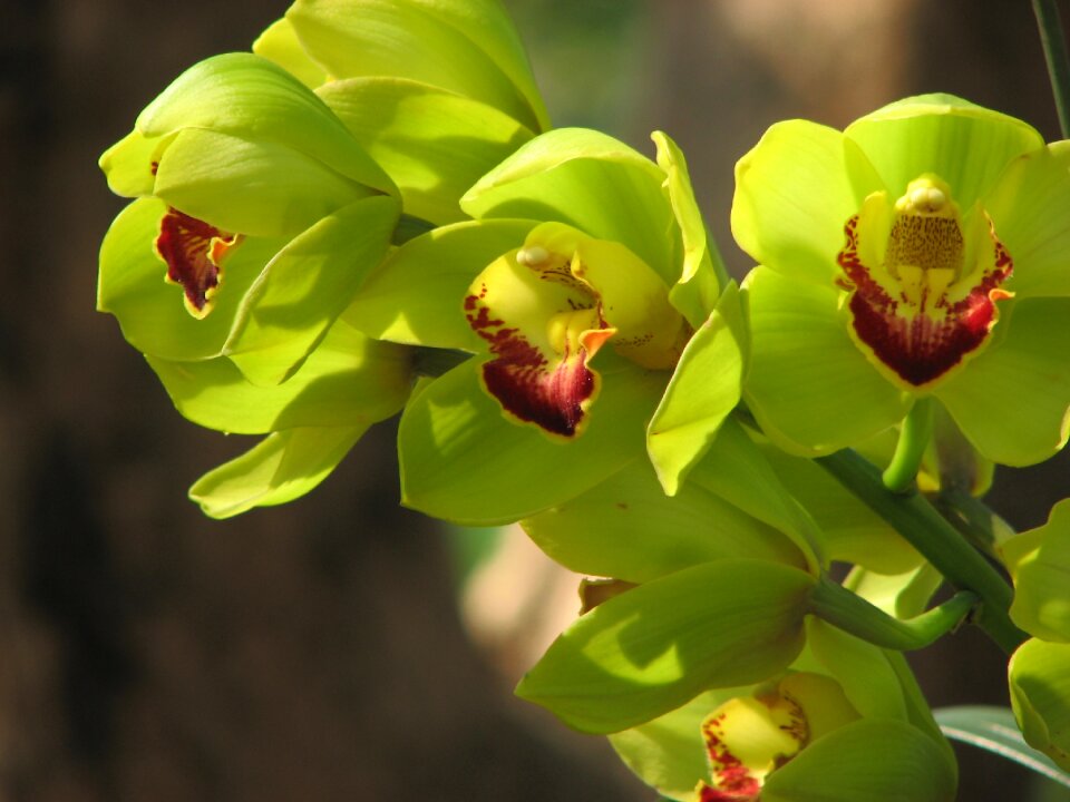 Flowers green wanda flowers