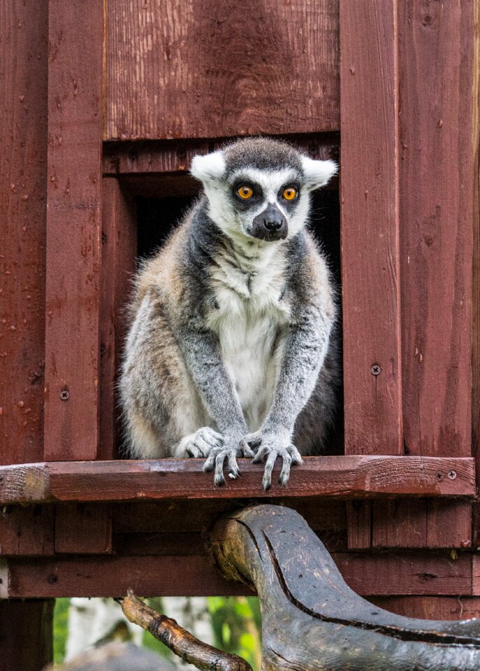 Zoo madagascar african