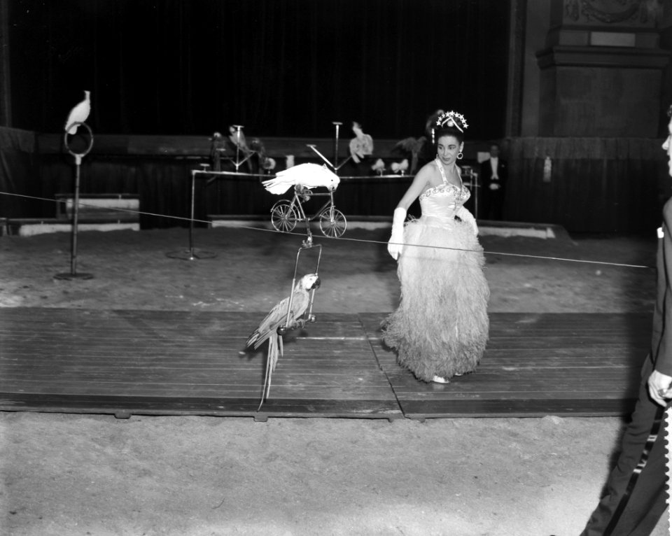 Premiere van Circus Strassburger in Carre te Amsterdam gedressuurde papegaaien v, Bestanddeelnr 910-8972