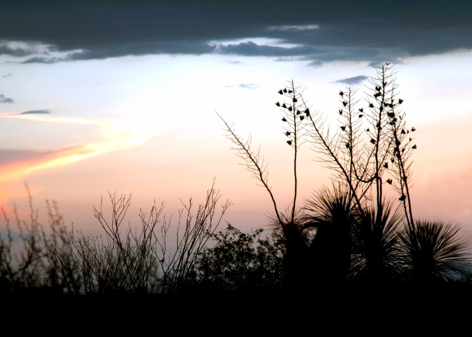 Desert tucson arizona