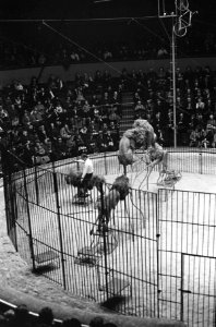 Premiere circus Althof in Carre, Bestanddeelnr 914-6345