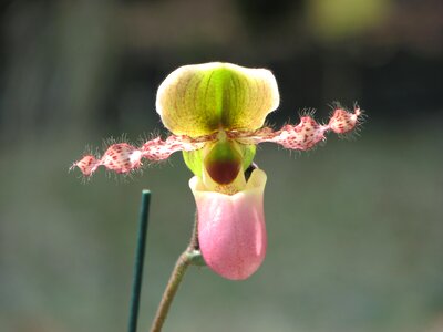 Orchid flowers slipper flower photo