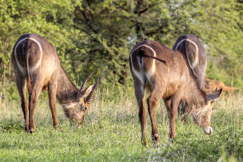Three africa wildlife