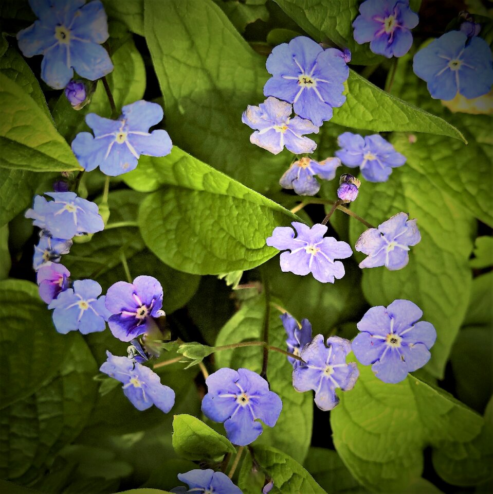 False forget-me-not blue flowers small