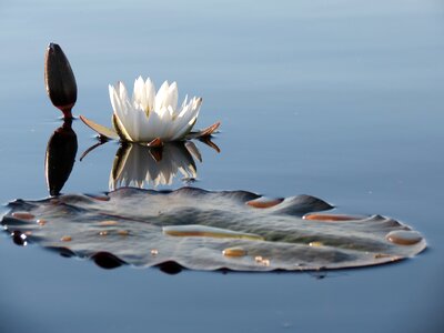 Water calm plant