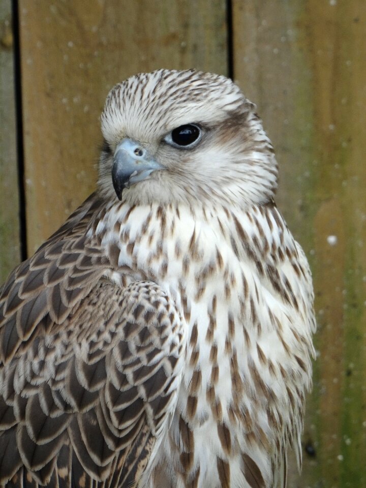 Cyr falcon york bird of prey centre fast flyer