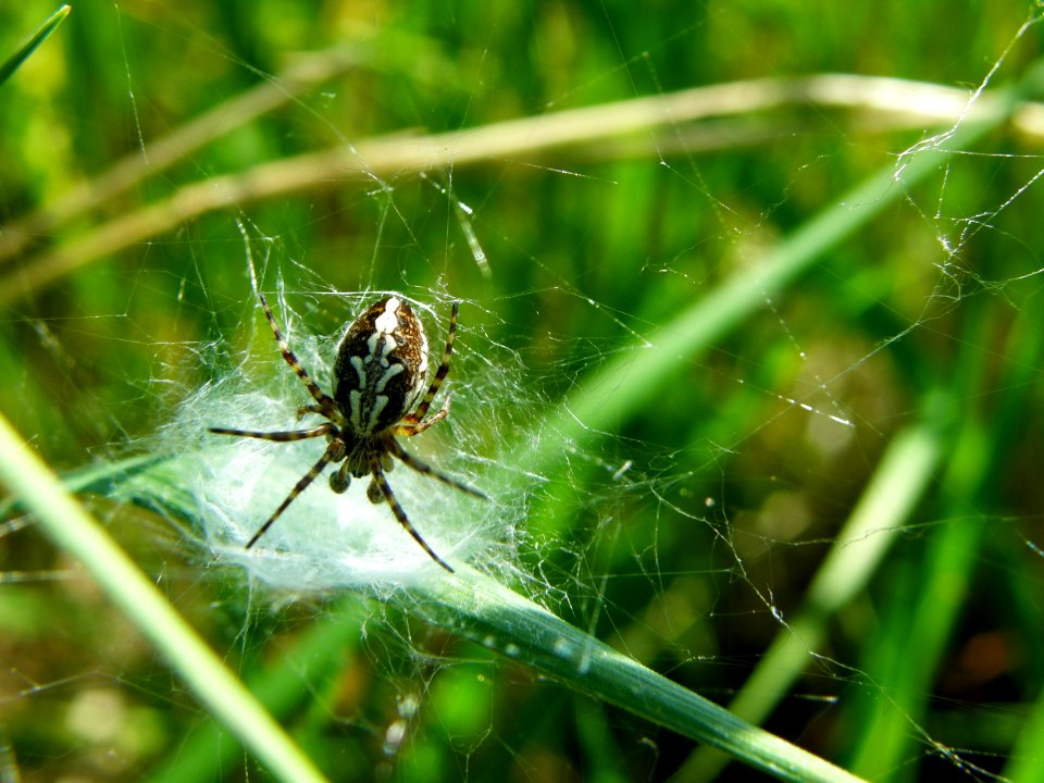 PP Na Popovickem kopci 006 Aculepeira ceropegia