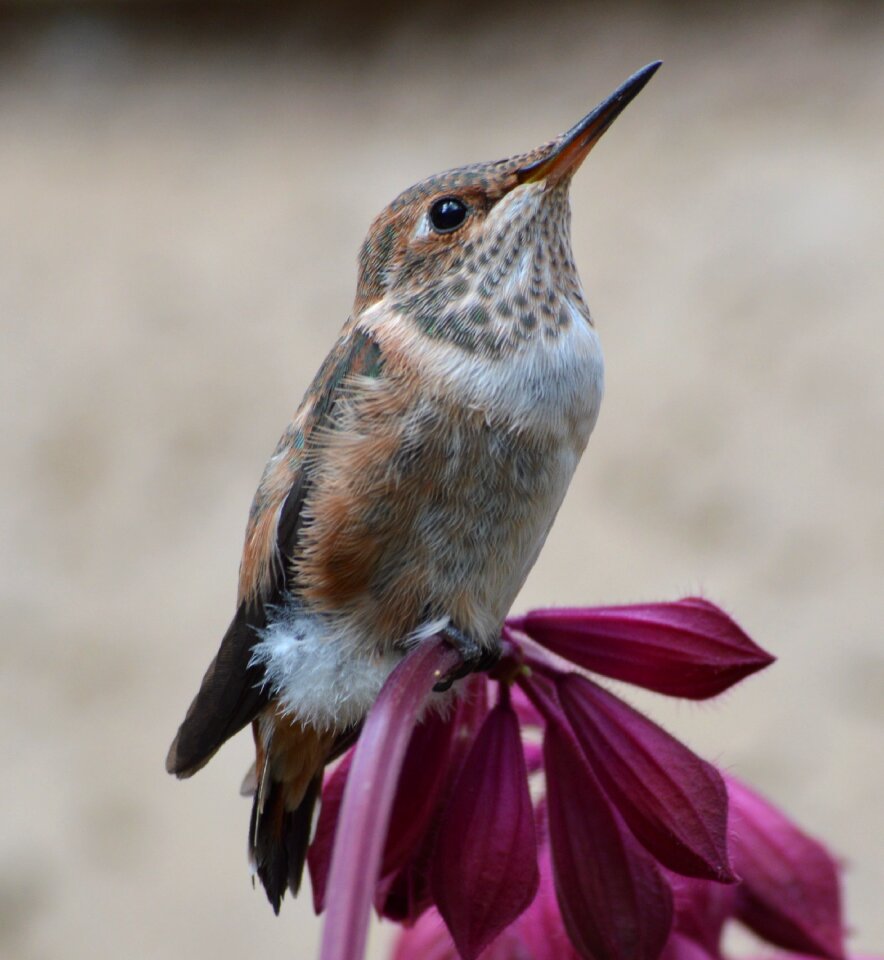Nature wildlife color