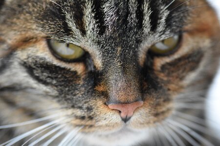 Cat's eyes mackerel pet photo