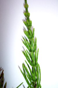 Prêle (3)a