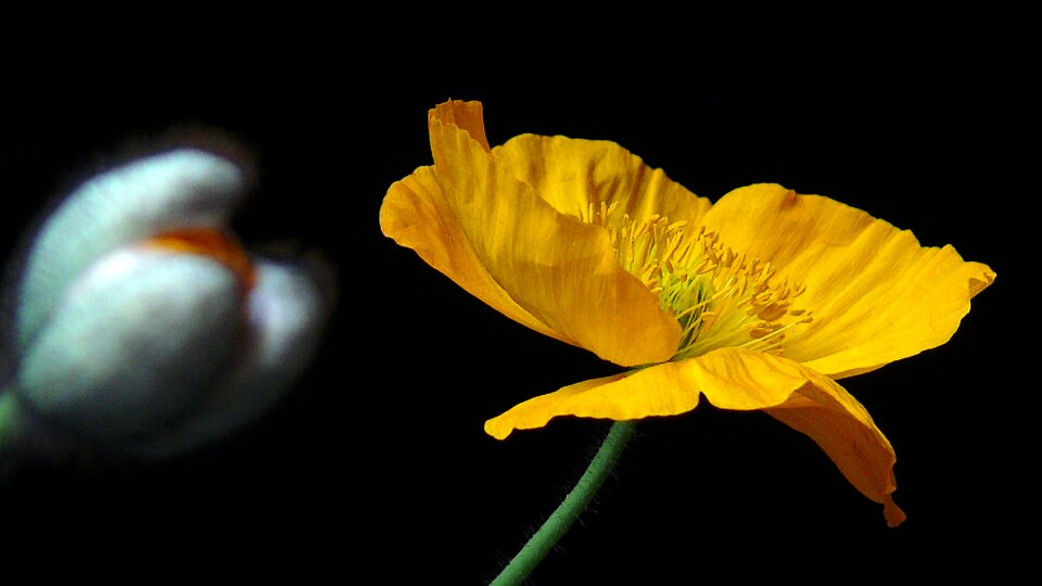 Blossom bloom flower photo