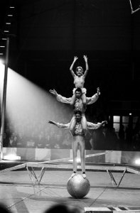 Premier Barnum en Bailey te Rotterdam, overzicht van he t paardennummer onder le, Bestanddeelnr 915-9986